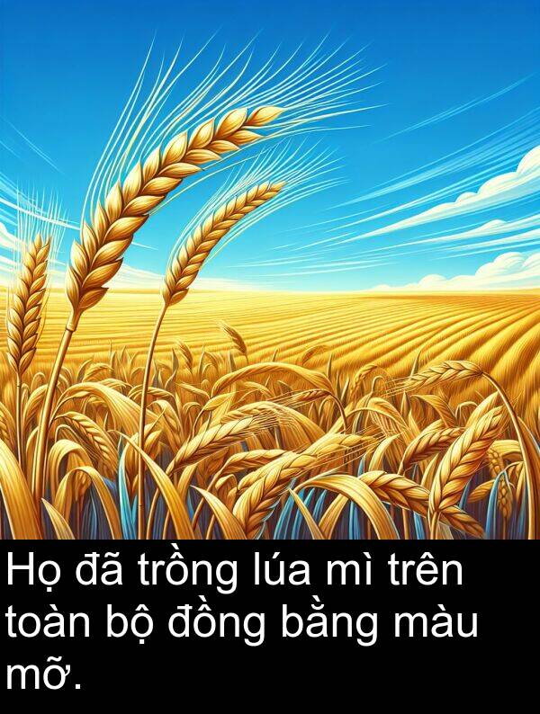 màu: Họ đã trồng lúa mì trên toàn bộ đồng bằng màu mỡ.