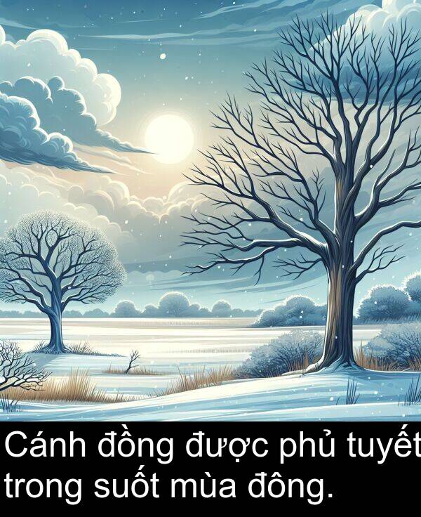 đông: Cánh đồng được phủ tuyết trong suốt mùa đông.