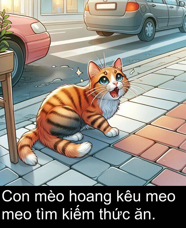 meo: Con mèo hoang kêu meo meo tìm kiếm thức ăn.