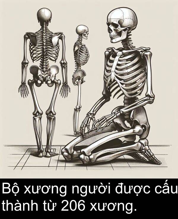 cấu: Bộ xương người được cấu thành từ 206 xương.