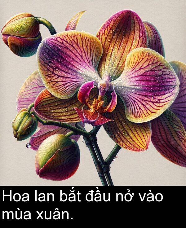 đầu: Hoa lan bắt đầu nở vào mùa xuân.