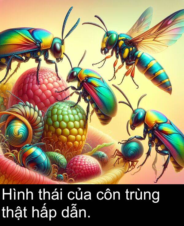 côn: Hình thái của côn trùng thật hấp dẫn.