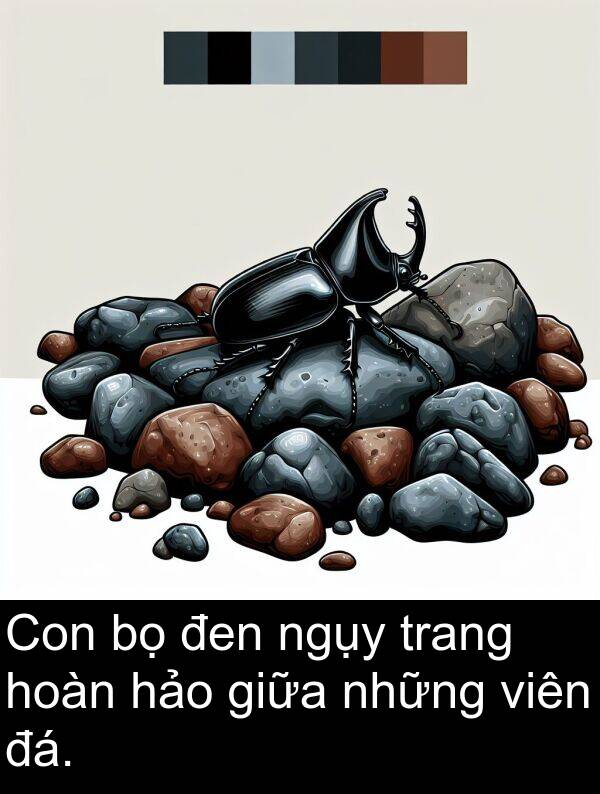 đen: Con bọ đen ngụy trang hoàn hảo giữa những viên đá.