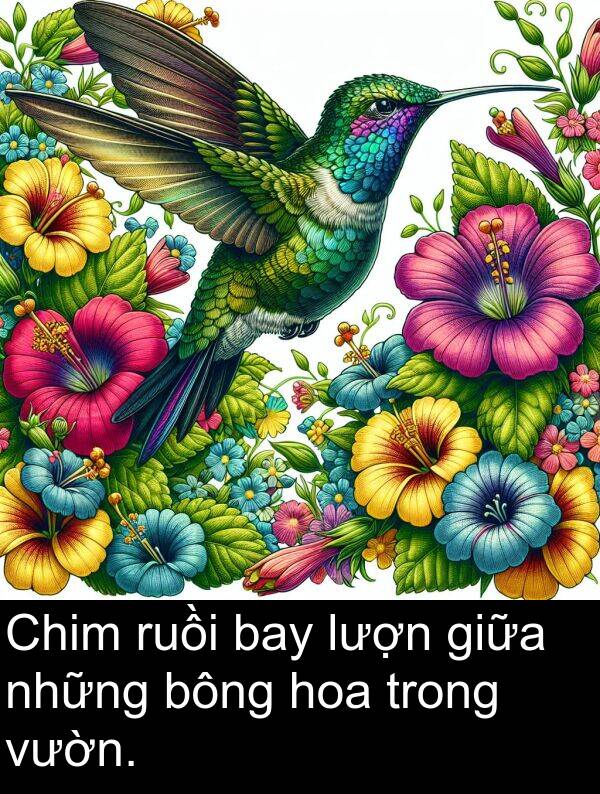 bông: Chim ruồi bay lượn giữa những bông hoa trong vườn.