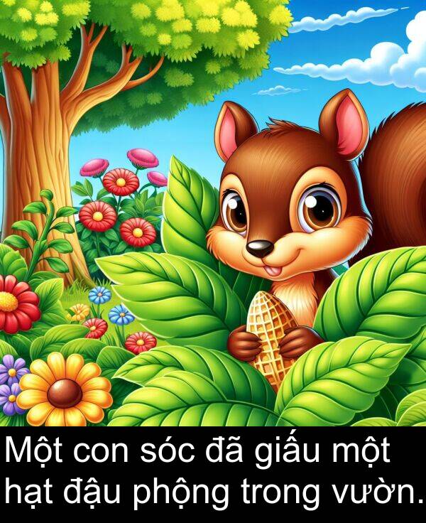 hạt: Một con sóc đã giấu một hạt đậu phộng trong vườn.