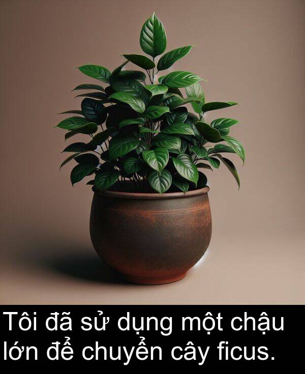 ficus: Tôi đã sử dụng một chậu lớn để chuyển cây ficus.