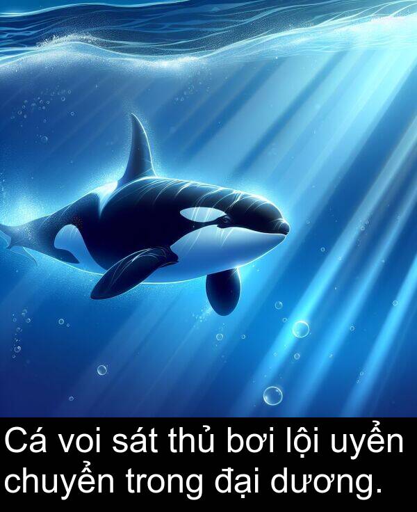 đại: Cá voi sát thủ bơi lội uyển chuyển trong đại dương.