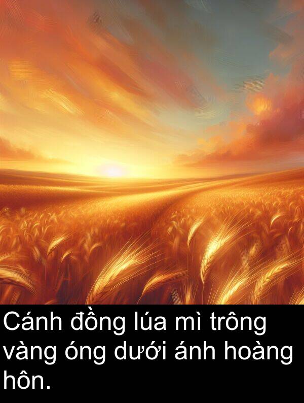 óng: Cánh đồng lúa mì trông vàng óng dưới ánh hoàng hôn.
