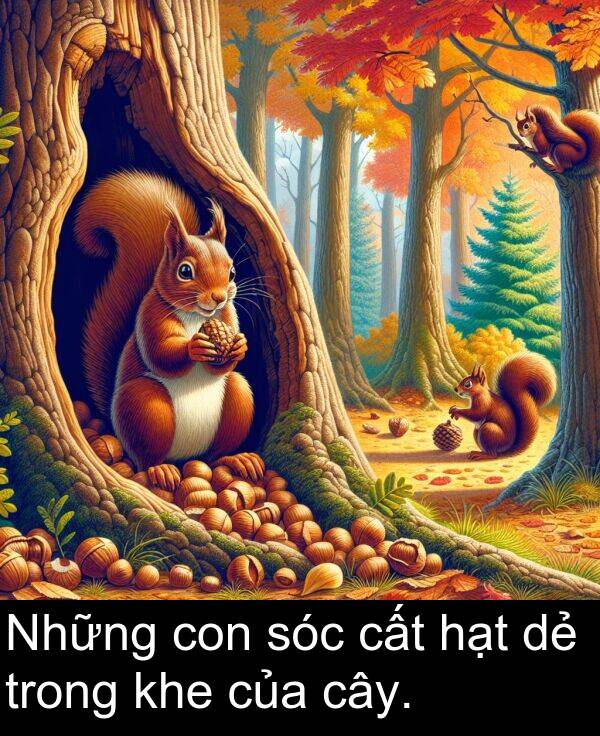 hạt: Những con sóc cất hạt dẻ trong khe của cây.
