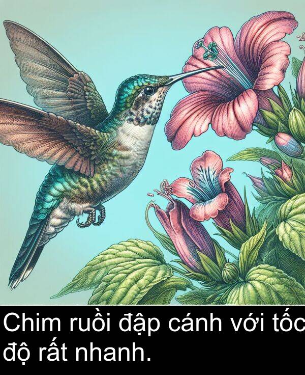với: Chim ruồi đập cánh với tốc độ rất nhanh.