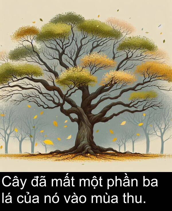thu: Cây đã mất một phần ba lá của nó vào mùa thu.