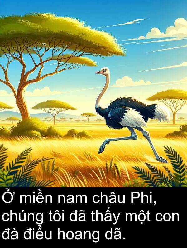 điểu: Ở miền nam châu Phi, chúng tôi đã thấy một con đà điểu hoang dã.
