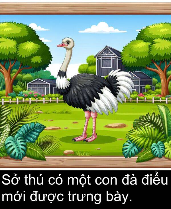 điểu: Sở thú có một con đà điểu mới được trưng bày.