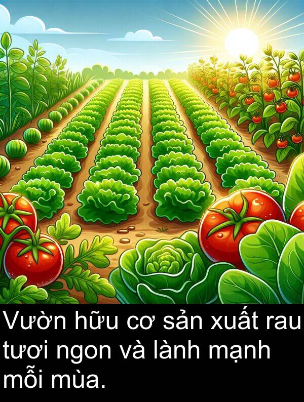 rau: Vườn hữu cơ sản xuất rau tươi ngon và lành mạnh mỗi mùa.