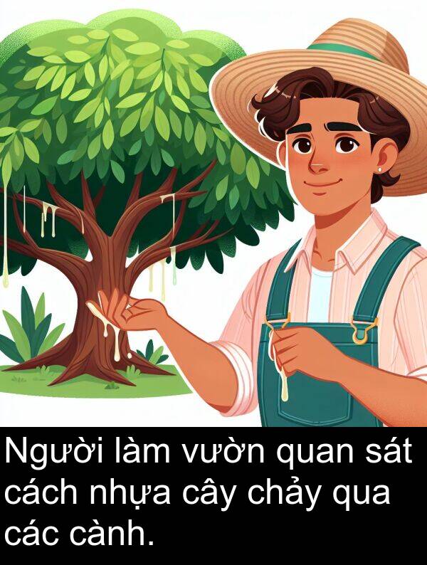 cách: Người làm vườn quan sát cách nhựa cây chảy qua các cành.