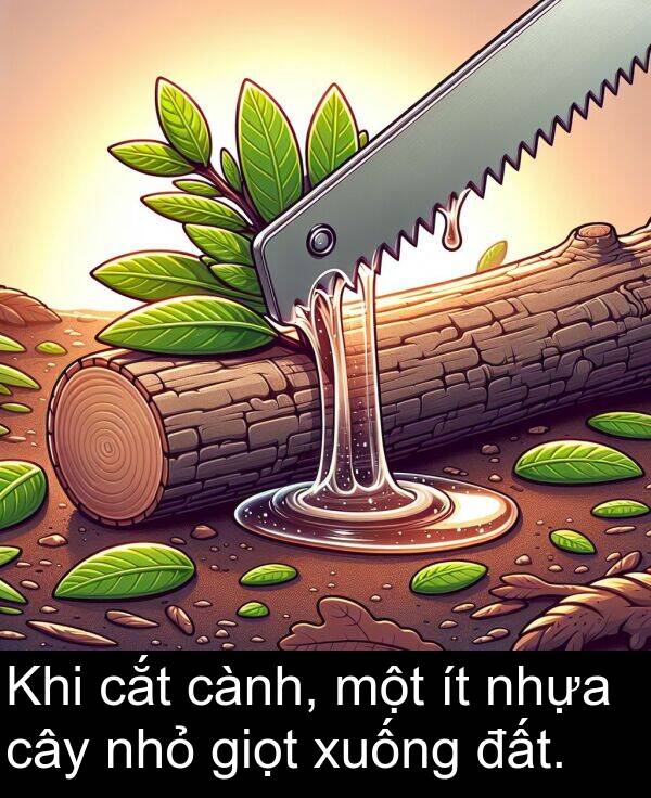 cắt: Khi cắt cành, một ít nhựa cây nhỏ giọt xuống đất.