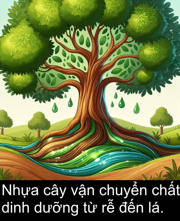 đến: Nhựa cây vận chuyển chất dinh dưỡng từ rễ đến lá.