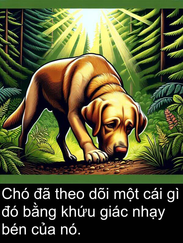 dõi: Chó đã theo dõi một cái gì đó bằng khứu giác nhạy bén của nó.
