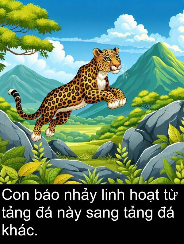 linh: Con báo nhảy linh hoạt từ tảng đá này sang tảng đá khác.