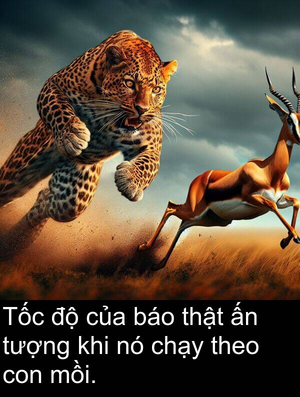 mồi: Tốc độ của báo thật ấn tượng khi nó chạy theo con mồi.