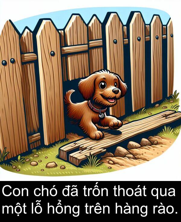 thoát: Con chó đã trốn thoát qua một lỗ hổng trên hàng rào.