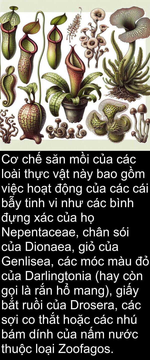đựng: Cơ chế săn mồi của các loài thực vật này bao gồm việc hoạt động của các cái bẫy tinh vi như các bình đựng xác của họ Nepentaceae, chân sói của Dionaea, giỏ của Genlisea, các móc màu đỏ của Darlingtonia (hay còn gọi là rắn hổ mang), giấy bắt ruồi của Drosera, các sợi co thắt hoặc các nhú bám dính của nấm nước thuộc loại Zoofagos.