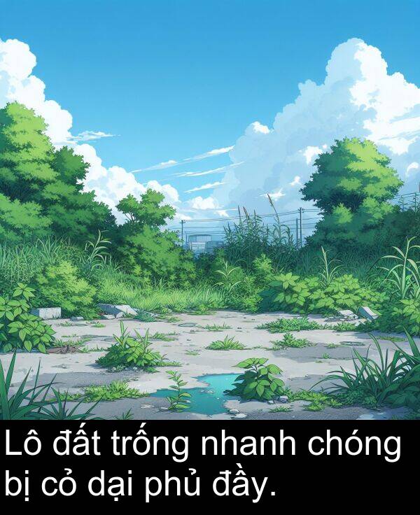 đầy: Lô đất trống nhanh chóng bị cỏ dại phủ đầy.