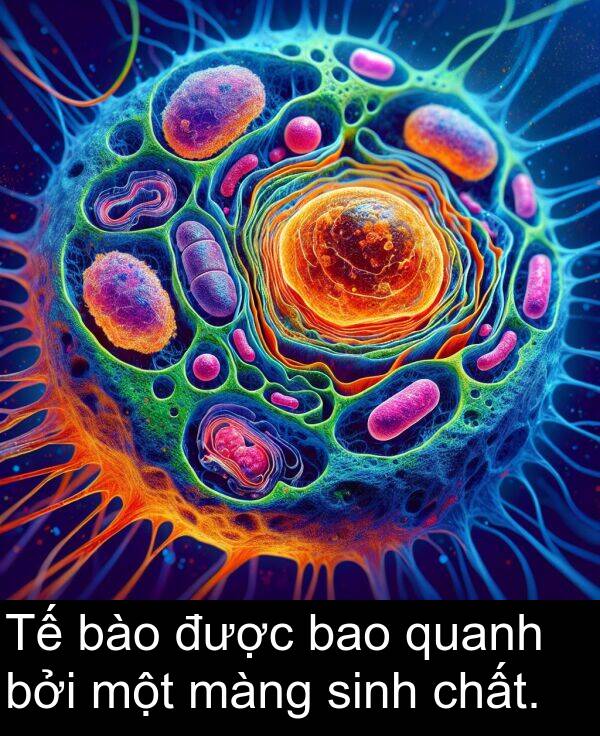 được: Tế bào được bao quanh bởi một màng sinh chất.