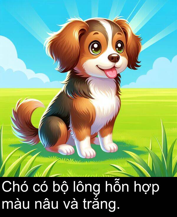 màu: Chó có bộ lông hỗn hợp màu nâu và trắng.