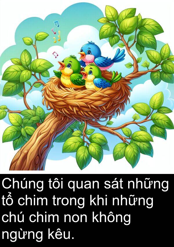 non: Chúng tôi quan sát những tổ chim trong khi những chú chim non không ngừng kêu.