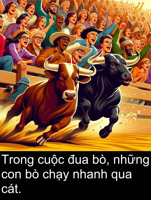 đua: Trong cuộc đua bò, những con bò chạy nhanh qua cát.