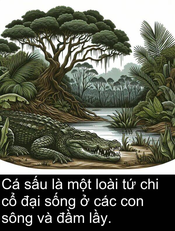 đầm: Cá sấu là một loài tứ chi cổ đại sống ở các con sông và đầm lầy.