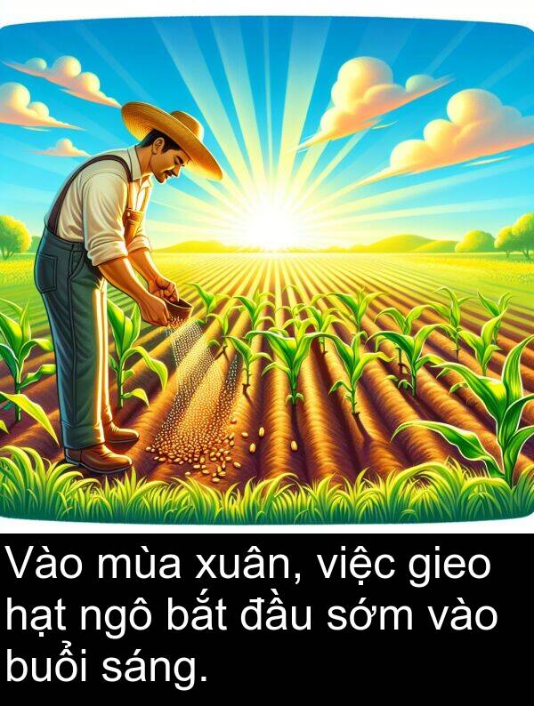 đầu: Vào mùa xuân, việc gieo hạt ngô bắt đầu sớm vào buổi sáng.