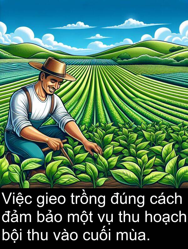 đúng: Việc gieo trồng đúng cách đảm bảo một vụ thu hoạch bội thu vào cuối mùa.