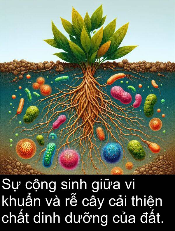 cải: Sự cộng sinh giữa vi khuẩn và rễ cây cải thiện chất dinh dưỡng của đất.