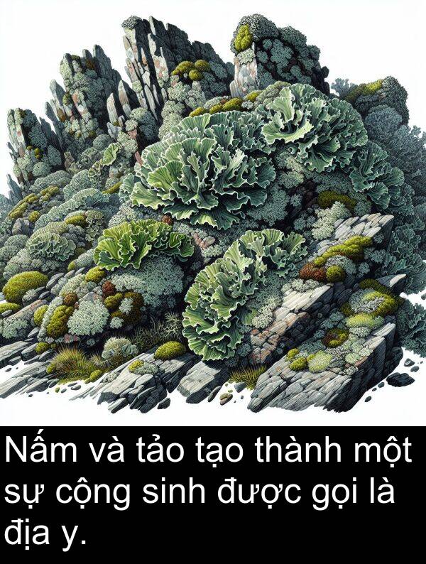 địa: Nấm và tảo tạo thành một sự cộng sinh được gọi là địa y.