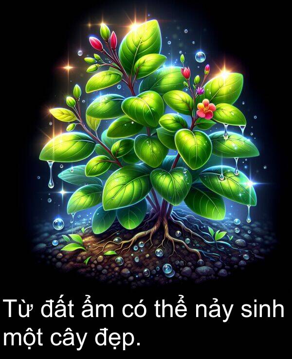 đẹp: Từ đất ẩm có thể nảy sinh một cây đẹp.
