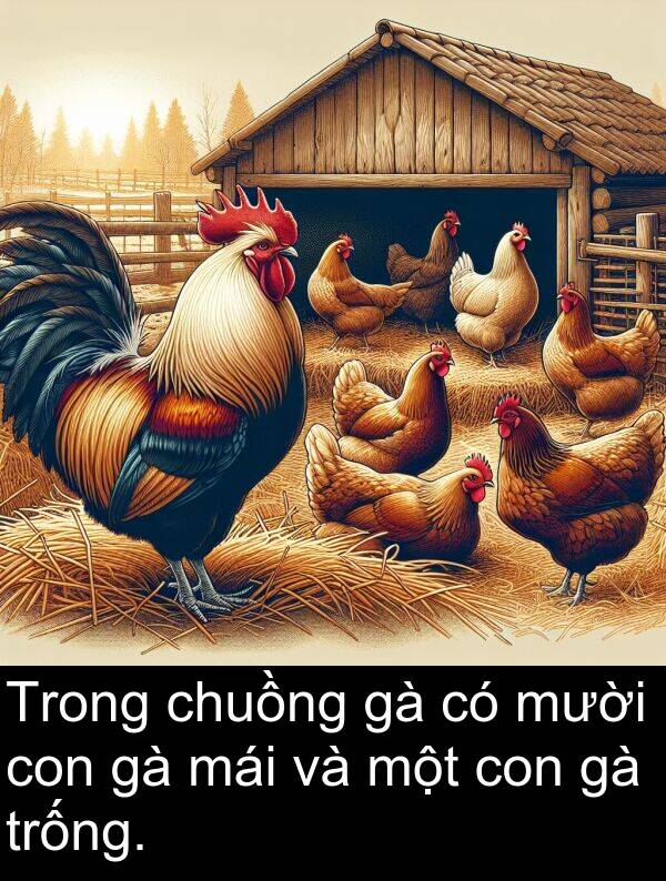 trống: Trong chuồng gà có mười con gà mái và một con gà trống.