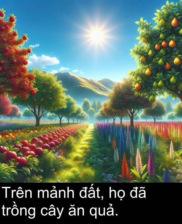 đất: Trên mảnh đất, họ đã trồng cây ăn quả.