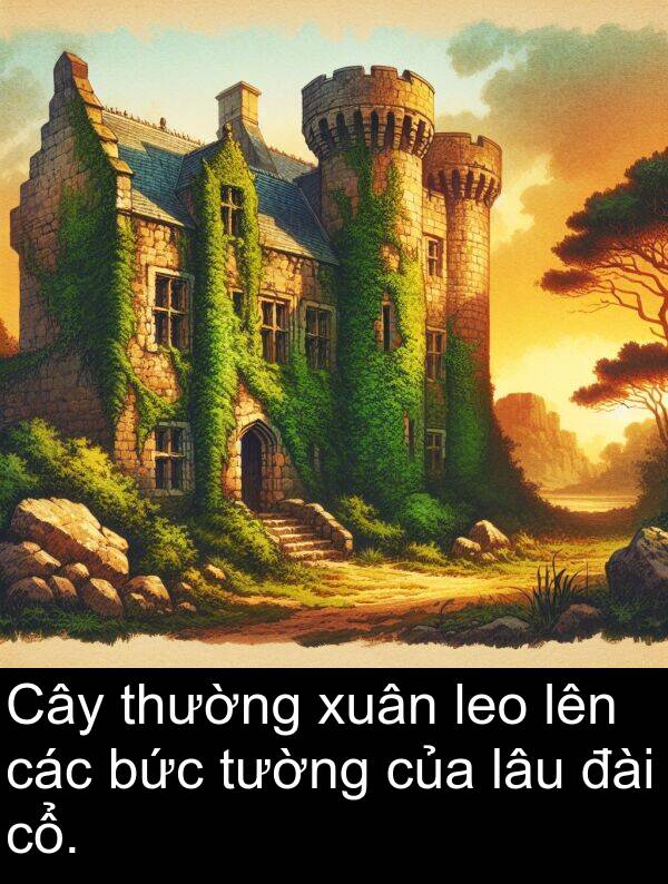 đài: Cây thường xuân leo lên các bức tường của lâu đài cổ.