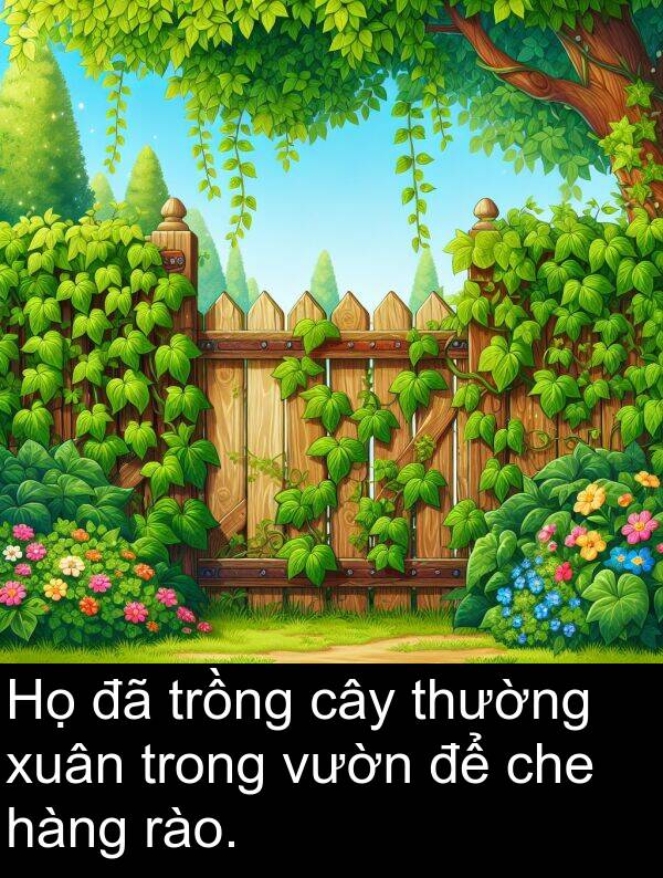 rào: Họ đã trồng cây thường xuân trong vườn để che hàng rào.