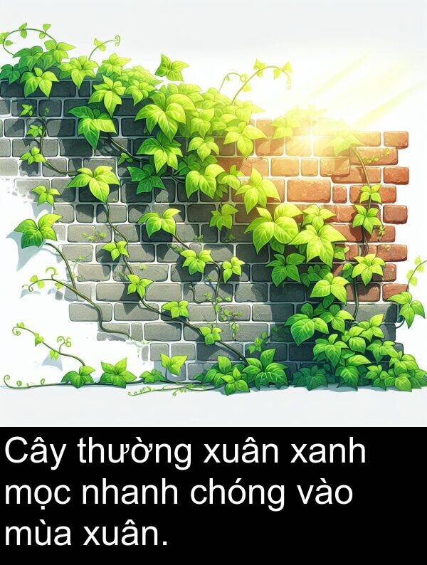 mọc: Cây thường xuân xanh mọc nhanh chóng vào mùa xuân.