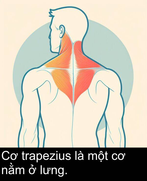 trapezius: Cơ trapezius là một cơ nằm ở lưng.