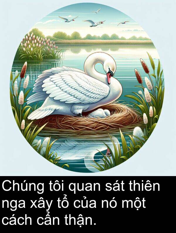 thận: Chúng tôi quan sát thiên nga xây tổ của nó một cách cẩn thận.