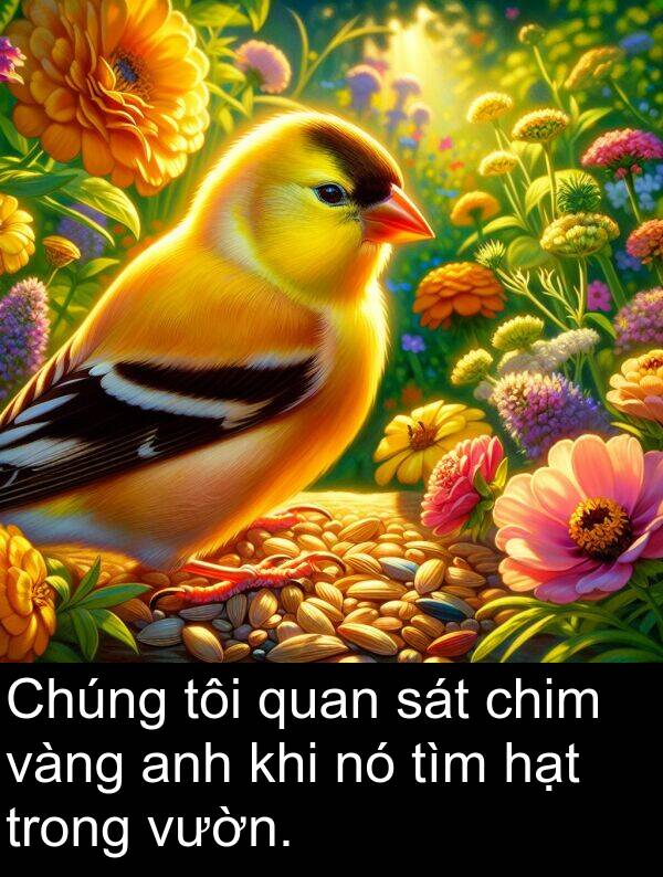 hạt: Chúng tôi quan sát chim vàng anh khi nó tìm hạt trong vườn.