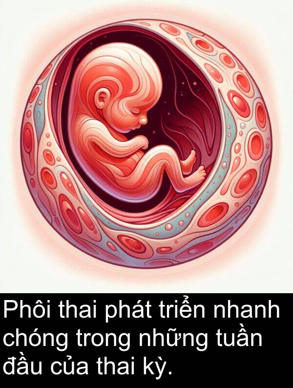 phát: Phôi thai phát triển nhanh chóng trong những tuần đầu của thai kỳ.