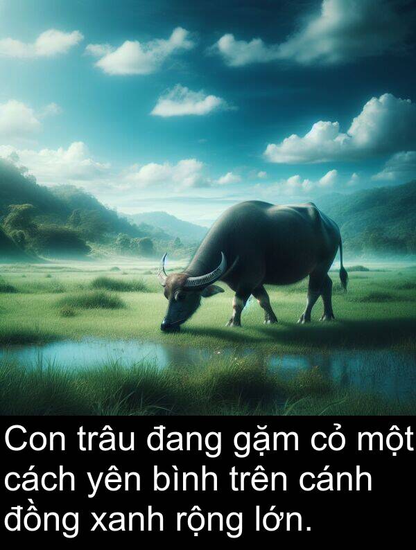 gặm: Con trâu đang gặm cỏ một cách yên bình trên cánh đồng xanh rộng lớn.