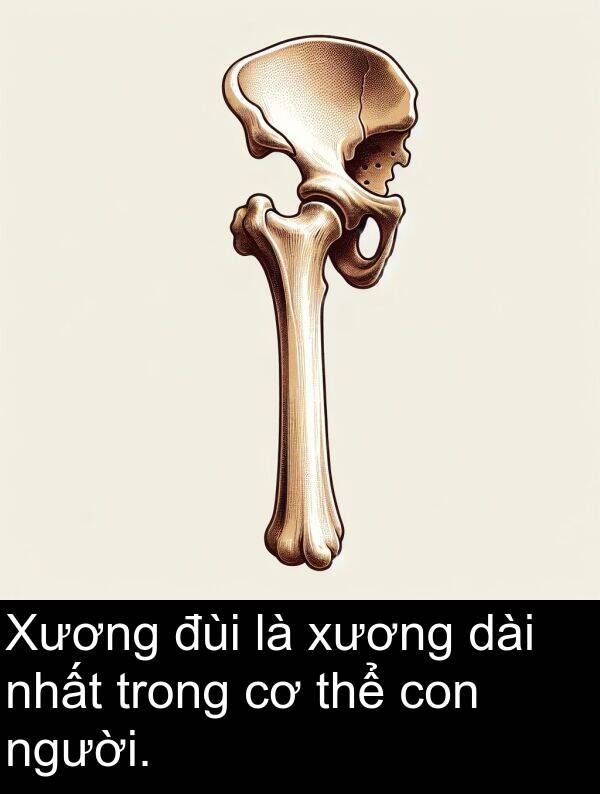 đùi: Xương đùi là xương dài nhất trong cơ thể con người.