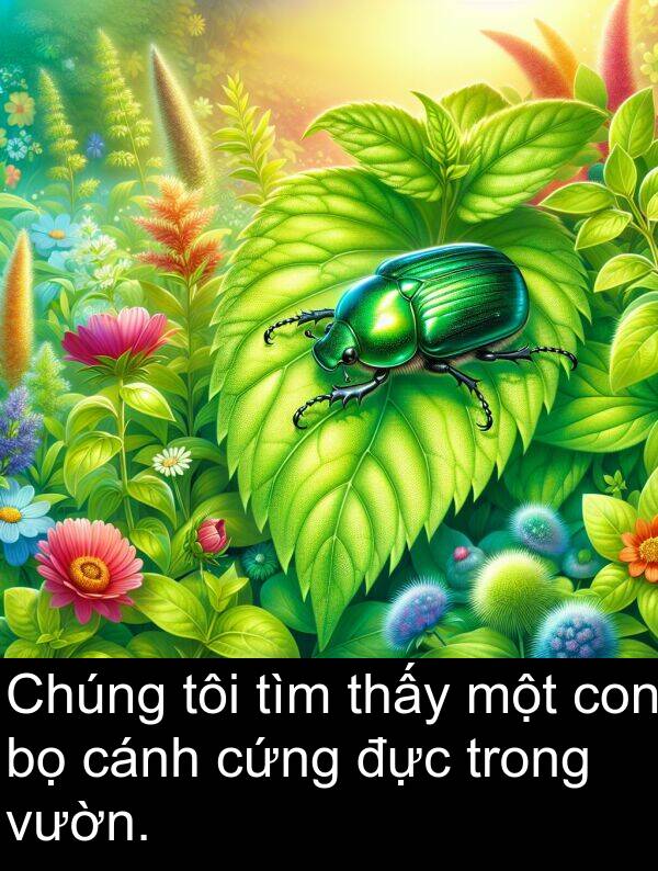 đực: Chúng tôi tìm thấy một con bọ cánh cứng đực trong vườn.