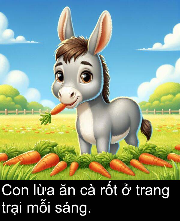 rốt: Con lừa ăn cà rốt ở trang trại mỗi sáng.